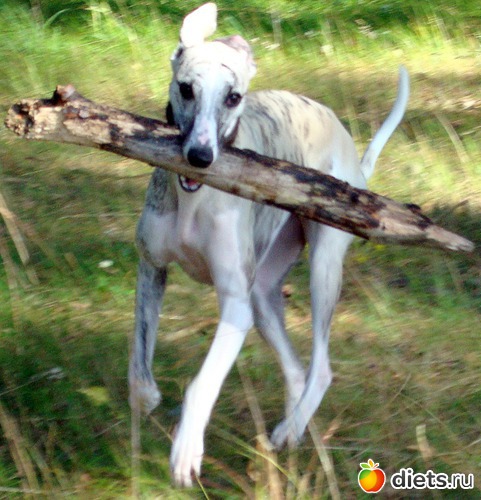 23 фото: Джек с двухдневного возраста 2011 - 2012