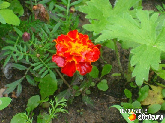 2 фото: цветы