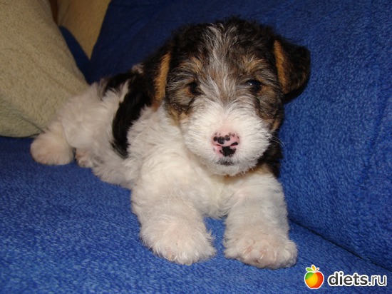 1 фото: Моя Живность