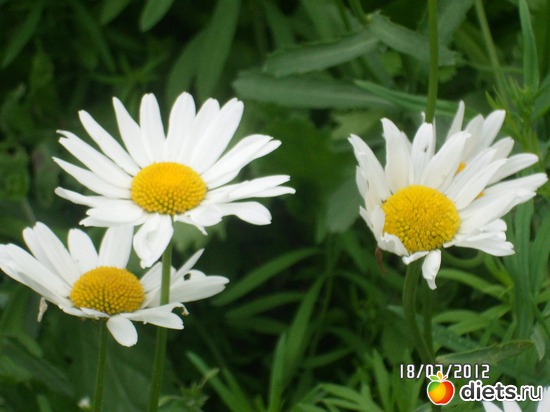 4 фото: цветы