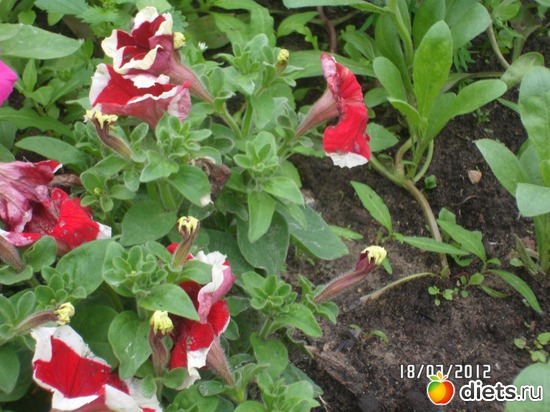 5 фото: цветы