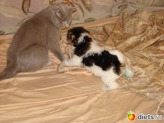 6 фото: Моя Живность