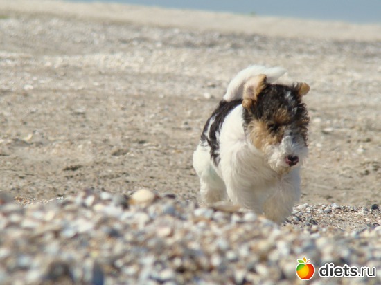 8 фото: Моя Живность