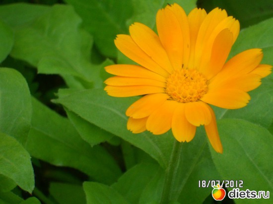 6 фото: цветы