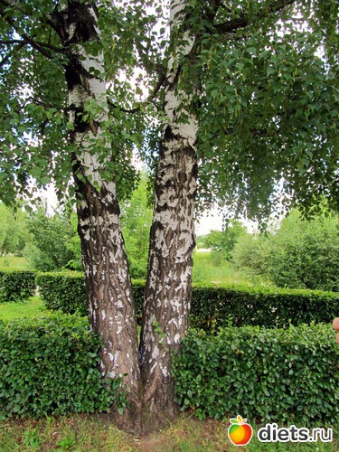 12 ����: � ������ "������"