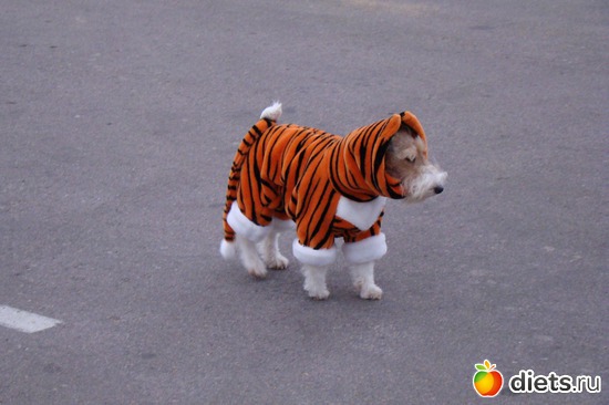 17 фото: Моя Живность