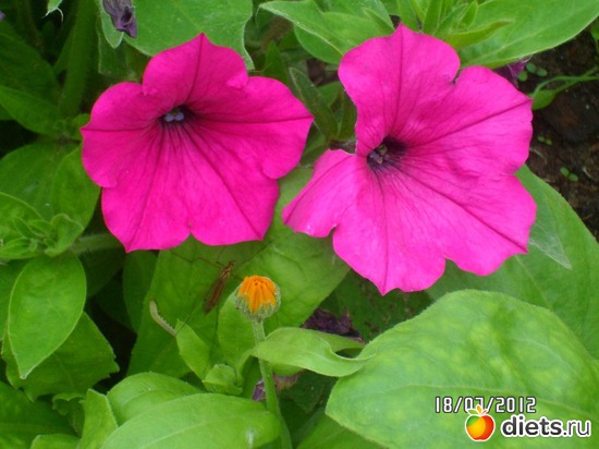 8 фото: цветы