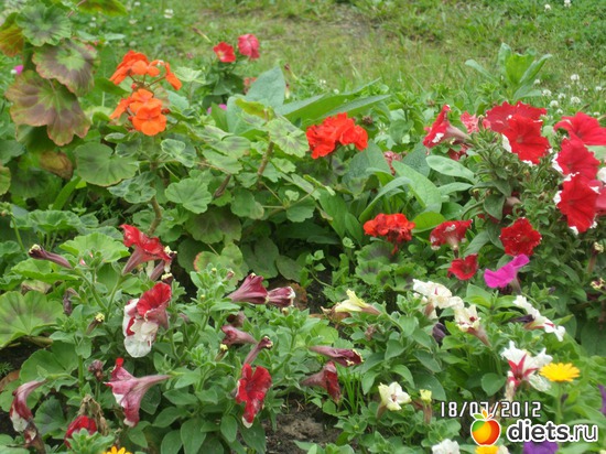 9 фото: цветы