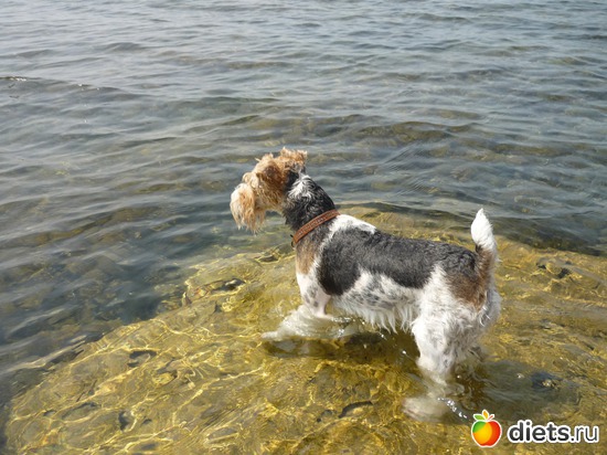 19 фото: Моя Живность