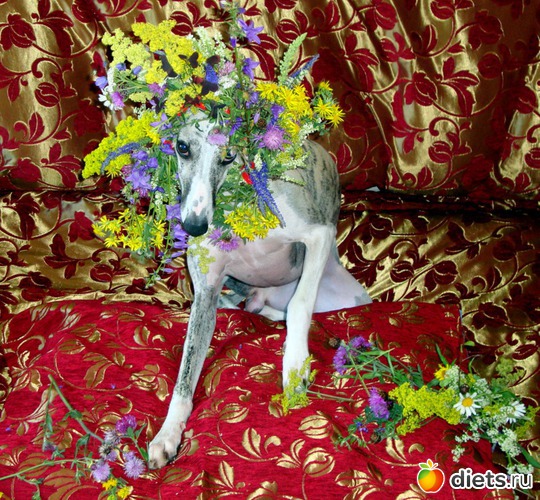 24 ����: ����  �  ������������  �������� 2011 - 2012