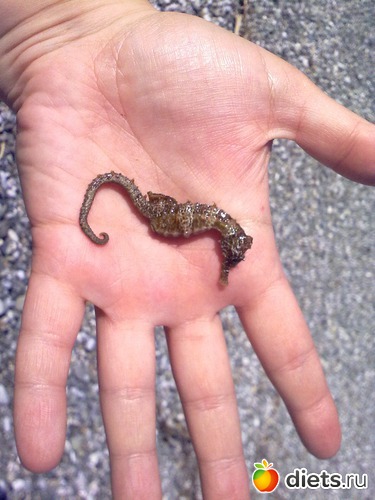 ����, ������: �