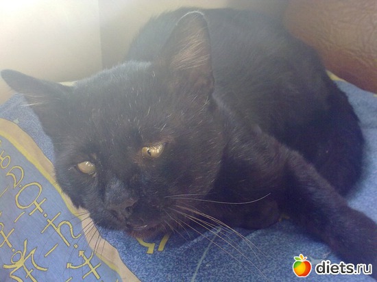 Косоглазый котэ у меня на работе, альбом: Я