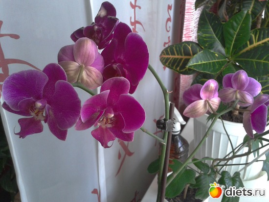 ����� �������, ������: �����