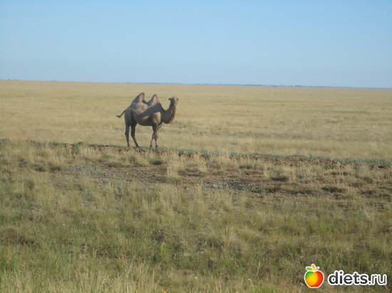 1 фото: Лето 2012