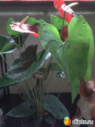 3 ����: �����