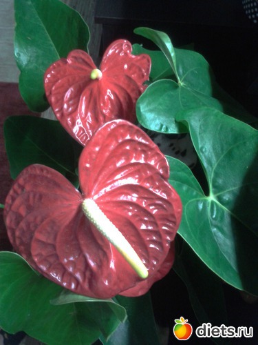 4 ����: �����