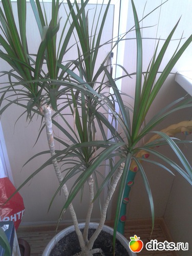 5 фото: Цветы