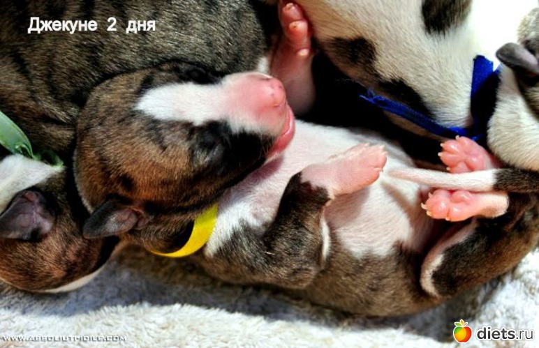 27 фото: Джек с двухдневного возраста 2011 - 2012