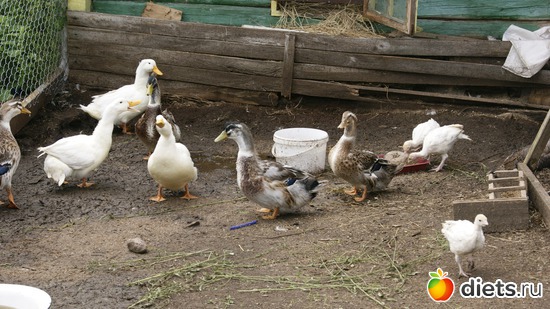 5 ����: ��������, � ����.