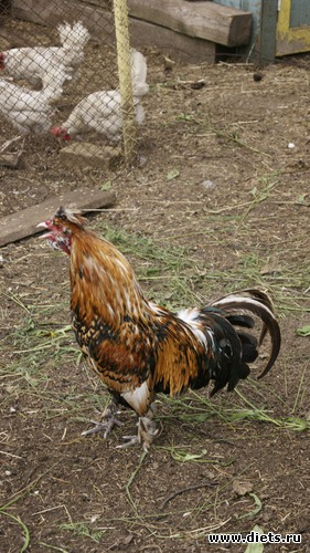 6 фото: Заветное, у Лизы.