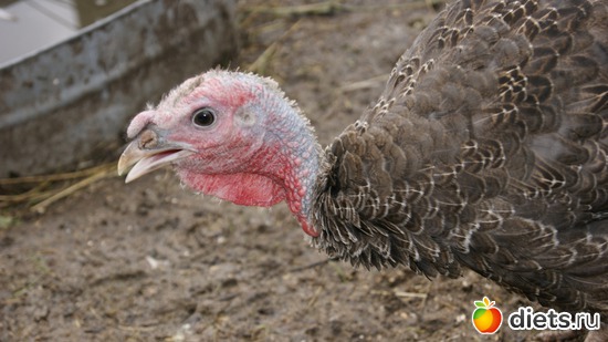 7 фото: Заветное, у Лизы.