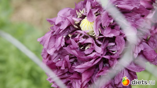 8 фото: Заветное, у Лизы.