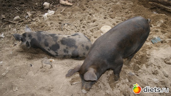 10 фото: Заветное, у Лизы.