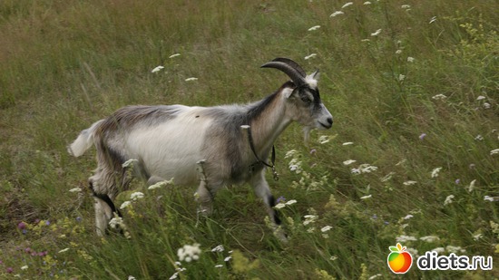 11 фото: Заветное, у Лизы.