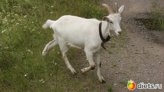 12 фото: Заветное, у Лизы.