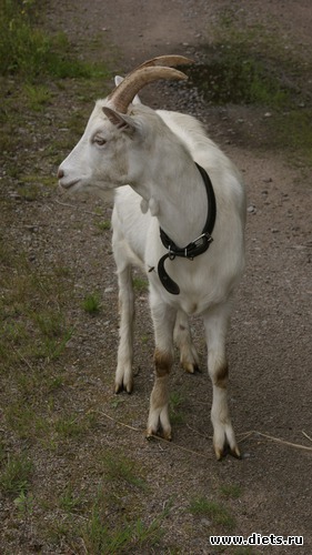 13 ����: ��������, � ����.