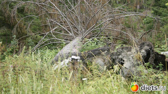 17 ����: ��������, � ����.