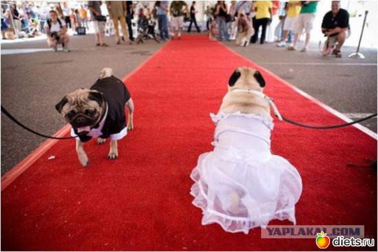 40 фото: АХ,СВАДЬБА, СВАДЬБА)))))