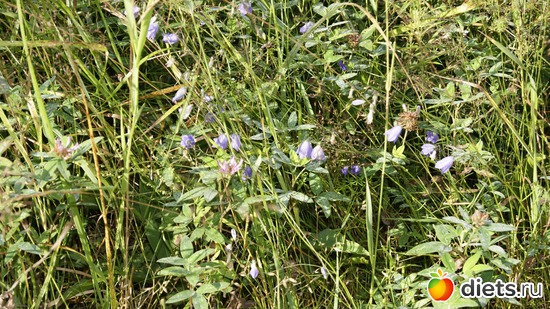 29 ����: ��������, � ����.