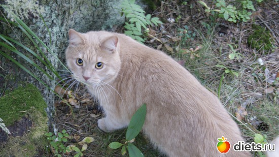 33 ����: ��������, � ����.