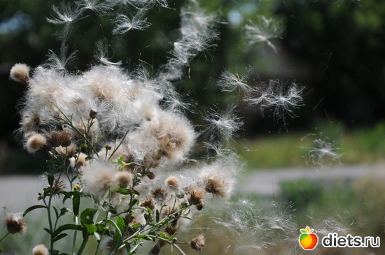 ветер, альбом: Прекрасное рядом
