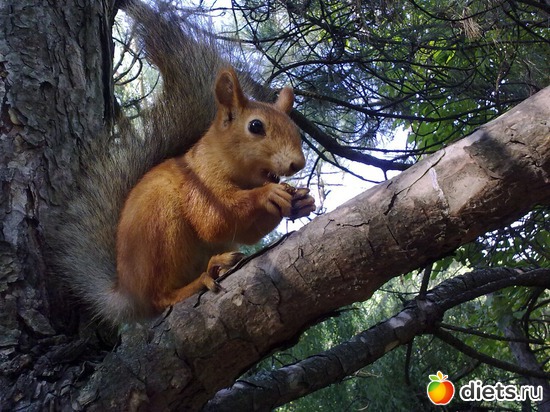 завтрак, альбом: Прекрасное рядом