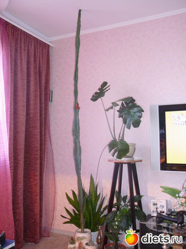 ��� ����� ������ ������� �� ��� 5-6 (������ 2,5 � � ������), ������: ������...