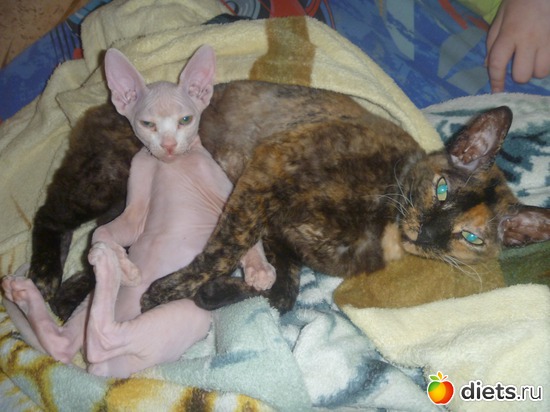 ��������� �� ���., ������: �� ��� ��� ���...