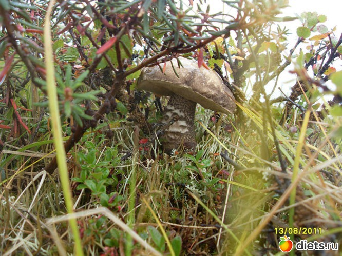 123 фото: Любимый город-Воркута