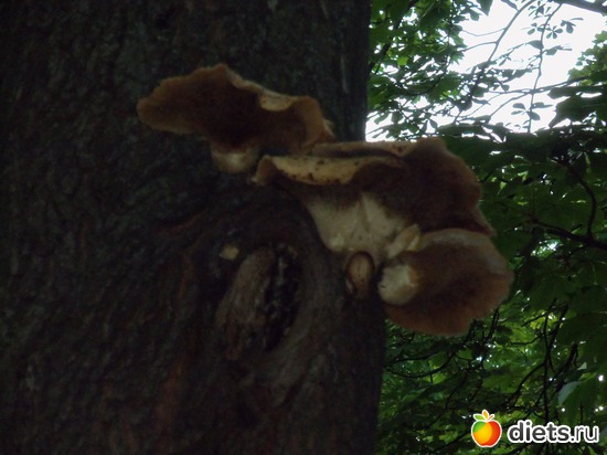 148 фото: Знакомый уютный Киев. Весна. 2012