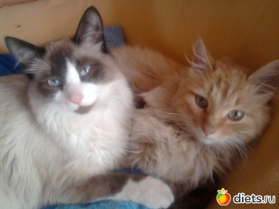 6 ����: ������