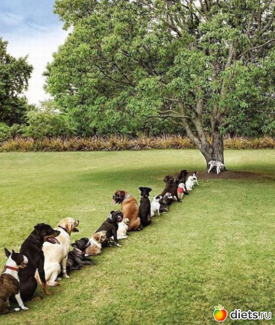 24 фото: животные