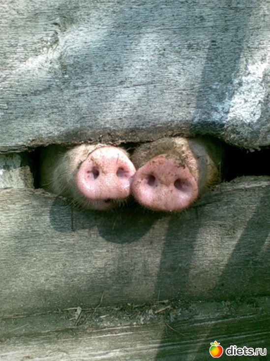 26 фото: животные