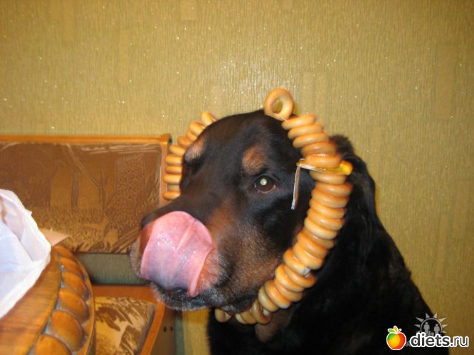 31 фото: животные