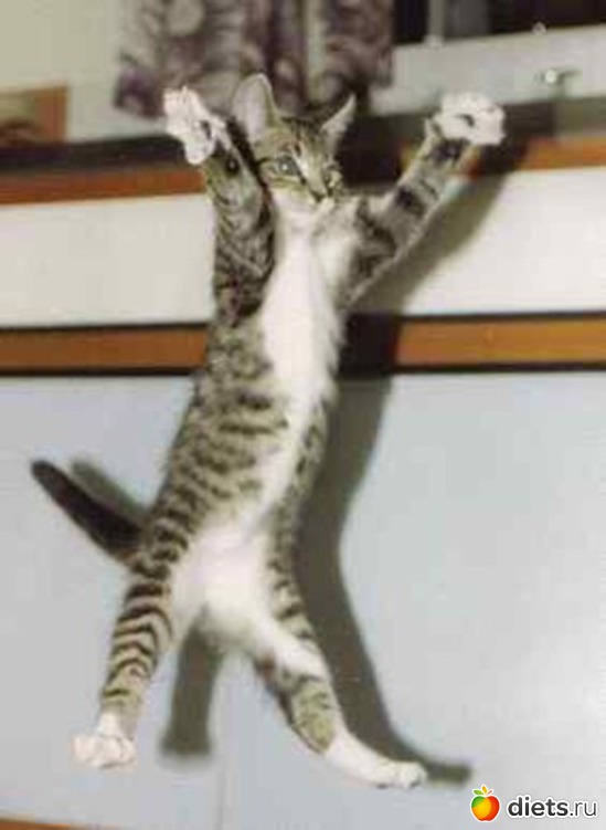 32 фото: животные