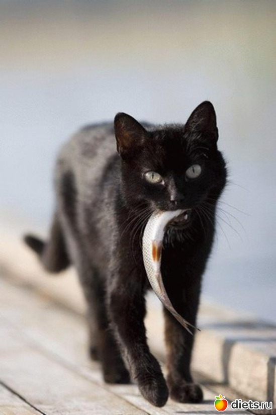 33 фото: животные