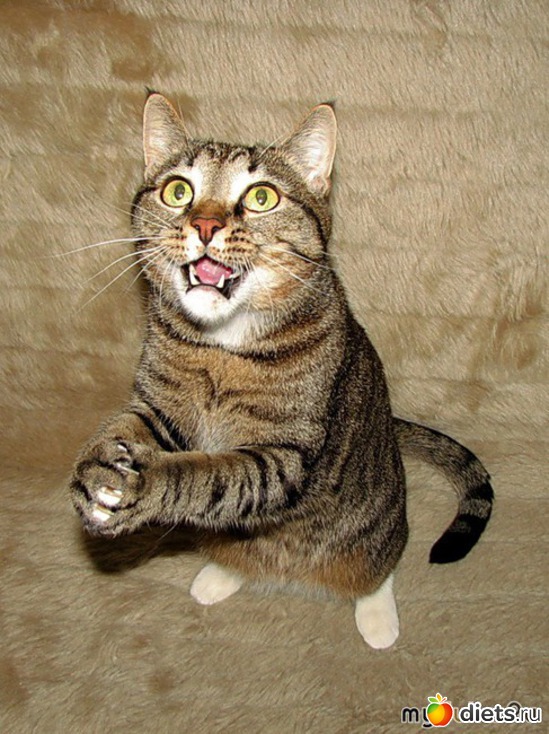 34 фото: животные