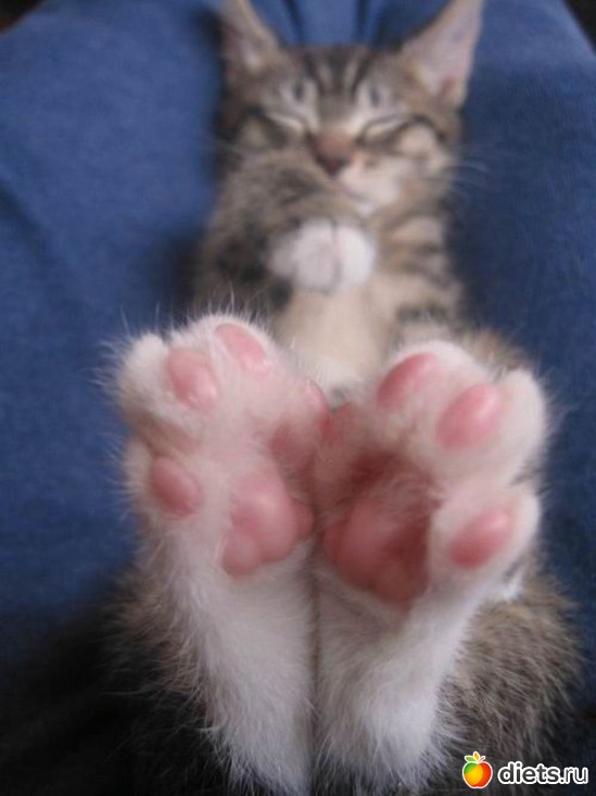 37 фото: животные