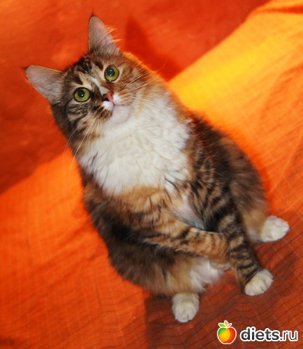 3 фото: Котенька ШУ!