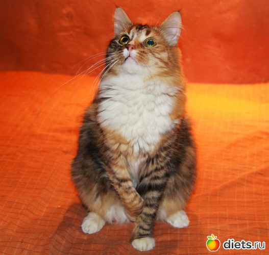 6 фото: Котенька ШУ!